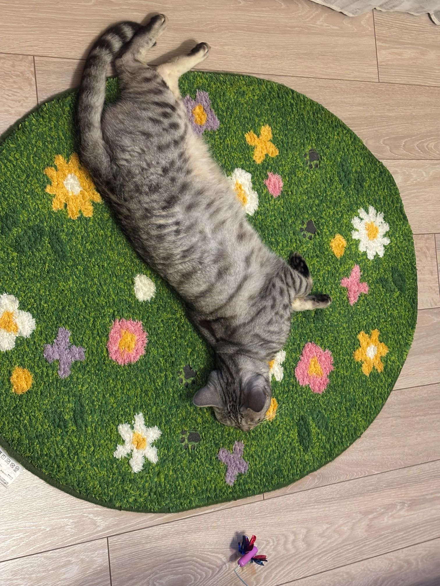 ねこ